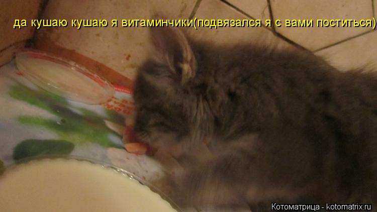 да кушаю кушаю я витаминчики(подвязался я с вами поститься)... Котоматрица: да кушаю кушаю я витаминчики(подвязался я с вами поститься)