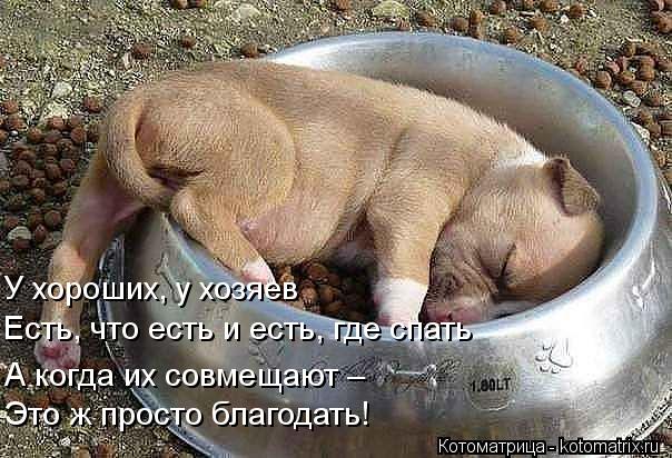 У хороших, у хозяев Есть, что есть и есть, где спать А когда их совмещают – Это ж просто благодать!... Котоматрица: У хороших, у хозяев Есть, что есть и есть, где спать А когда их совмещают – Это ж просто благодать!