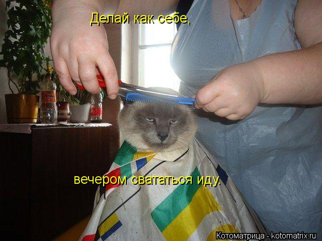Делай как себе, вечером свататься иду.... Котоматрица: Делай как себе, вечером свататься иду.