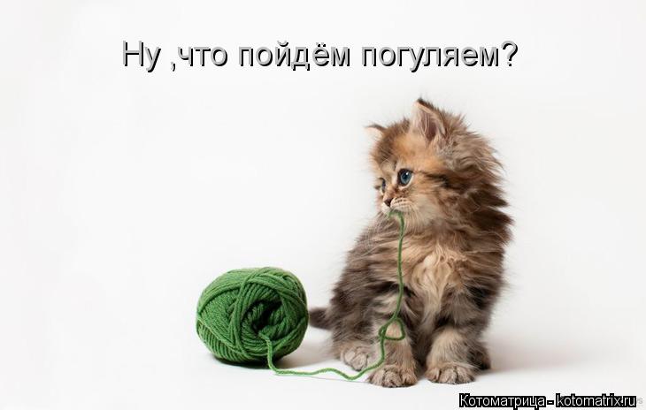 Ну ,что пойдём погуляем?... Котоматрица: Ну ,что пойдём погуляем?