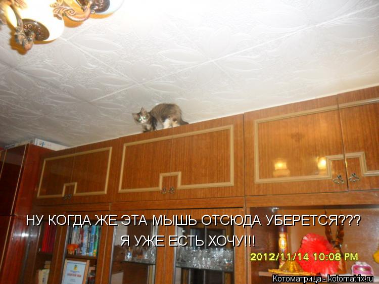 НУ КОГДА ЖЕ ЭТА МЫШЬ ОТСЮДА УБЕРЕТСЯ??? Я УЖЕ ЕСТЬ ХОЧУ!!!... Котоматрица: НУ КОГДА ЖЕ ЭТА МЫШЬ ОТСЮДА УБЕРЕТСЯ??? Я УЖЕ ЕСТЬ ХОЧУ!!!