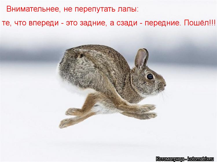 Внимательнее, не перепутать лапы: те, что впереди - это задние, а сзади - передние. Пошёл!!!... Котоматрица: Внимательнее, не перепутать лапы: те, что впереди - это задние, а сзади - передние. Пошёл!!!