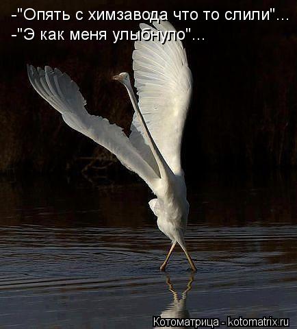 -"Опять с химзавода что то слили"... -"Э как меня улыбнуло"...... Котоматрица: -"Опять с химзавода что то слили"... -"Э как меня улыбнуло"...