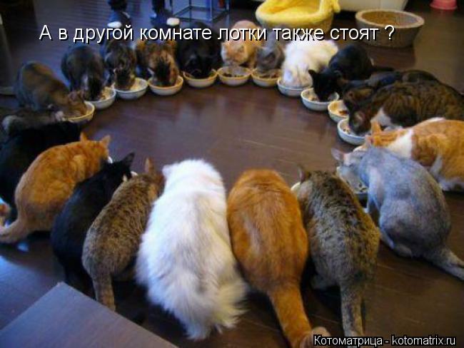 А в другой комнате лотки также стоят ?... Котоматрица: А в другой комнате лотки также стоят ?
