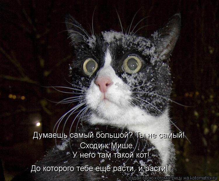 Думаешь самый большой? Ты не самый! Сходи к Мише. У него там такой кот! До которого тебе еще расти, и... Котоматрица: Думаешь самый большой? Ты не самый! Сходи к Мише. У него там такой кот! До которого тебе еще расти, и расти!