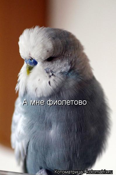 А мне фиолетово... Котоматрица: А мне фиолетово