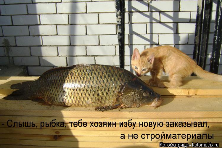 - Слышь, рыбка, тебе хозяин избу новую заказывал, а не стройматериалы... Котоматрица: - Слышь, рыбка, тебе хозяин избу новую заказывал, а не стройматериалы