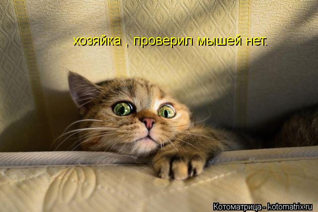 хозяйка , проверил мышей нет.... Котоматрица: хозяйка , проверил мышей нет.