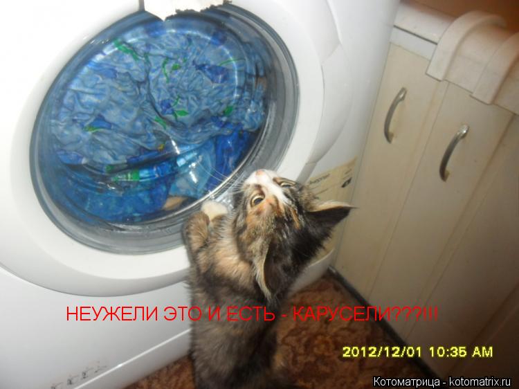 НЕУЖЕЛИ ЭТО И ЕСТЬ - КАРУСЕЛИ???!!!... Котоматрица: НЕУЖЕЛИ ЭТО И ЕСТЬ - КАРУСЕЛИ???!!!