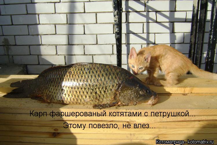 Карп фаршерованый котятами с петрушкой... Этому повезло, не влез...... Котоматрица: Карп фаршерованый котятами с петрушкой... Этому повезло, не влез...