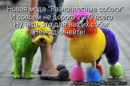Новая мода "Разноцветные собаки" И совсем не дорого 2000 всего Ну ведь это для ваших собак Не жадниче... Котоматрица: Новая мода "Разноцветные собаки" И совсем не дорого 2000 всего Ну ведь это для ваших собак Не жадничейте!