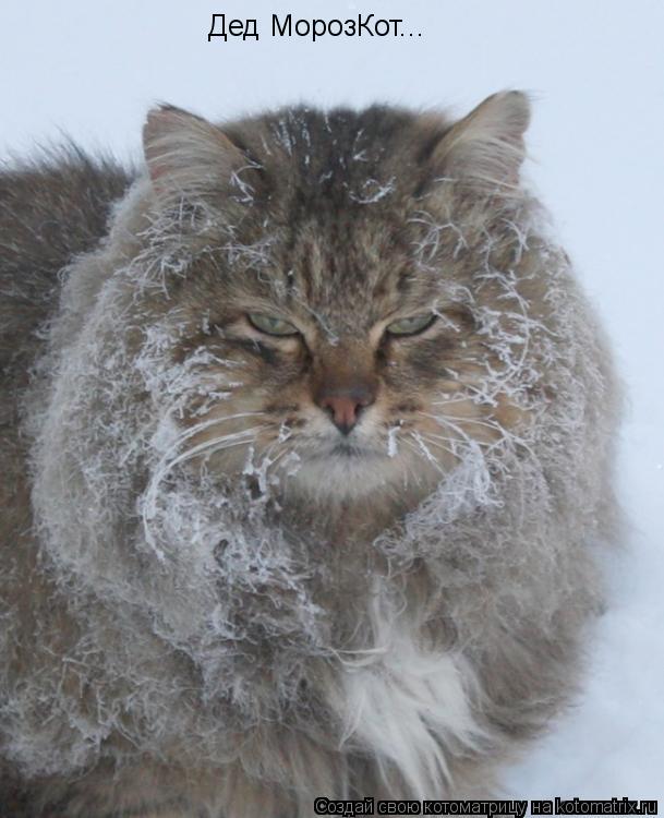 Дед МорозКот...... Котоматрица: Дед МорозКот...