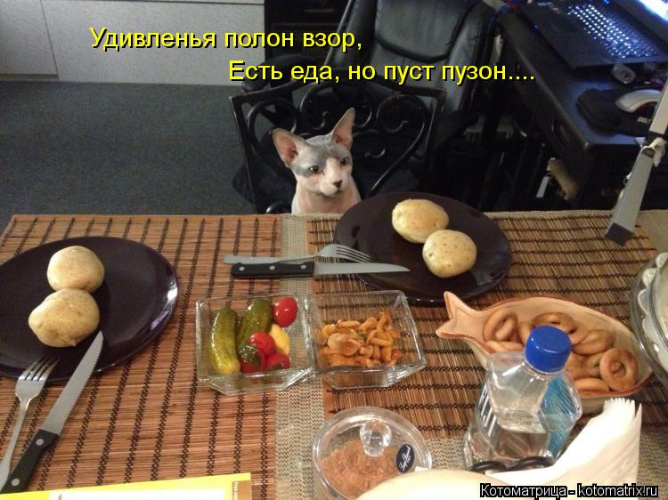Удивленья полон взор, Есть еда, но пуст пузон....... Котоматрица: Удивленья полон взор, Есть еда, но пуст пузон....