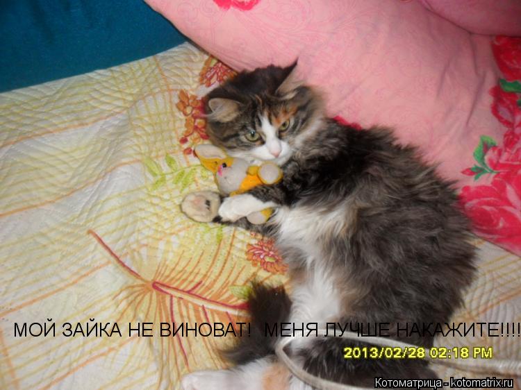 МОЙ ЗАЙКА НЕ ВИНОВАТ! МЕНЯ ЛУЧШЕ НАКАЖИТЕ!!!!... Котоматрица: МОЙ ЗАЙКА НЕ ВИНОВАТ! МЕНЯ ЛУЧШЕ НАКАЖИТЕ!!!!