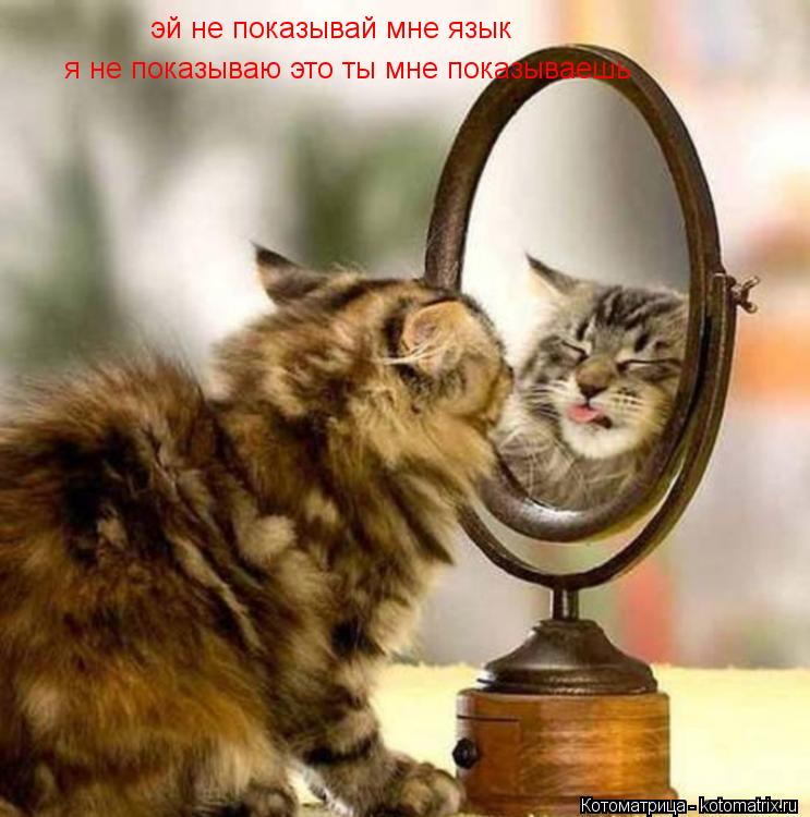 эй не показывай мне язык я не показываю это ты мне показываешь... Котоматрица: эй не показывай мне язык я не показываю это ты мне показываешь