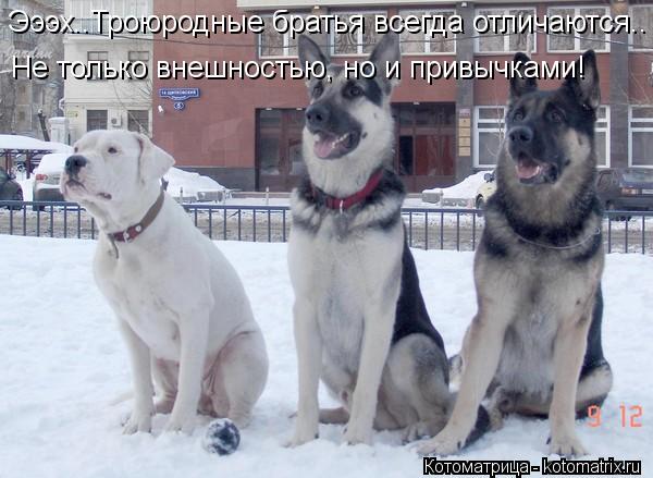Эээх..Троюродные братья всегда отличаются.. Не только внешностью, но и привычками!... Котоматрица: Эээх..Троюродные братья всегда отличаются.. Не только внешностью, но и привычками!