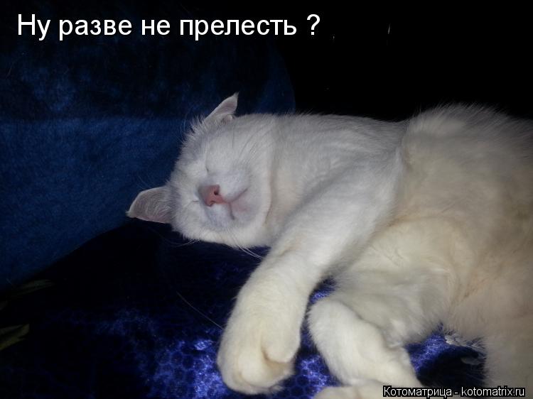 Ну разве не прелесть ?... Котоматрица: Ну разве не прелесть ?