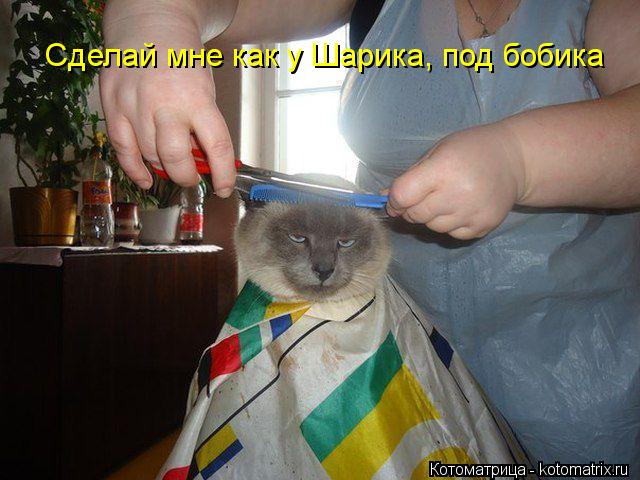 Сделай мне как у Шарика, под бобика... Котоматрица: Сделай мне как у Шарика, под бобика