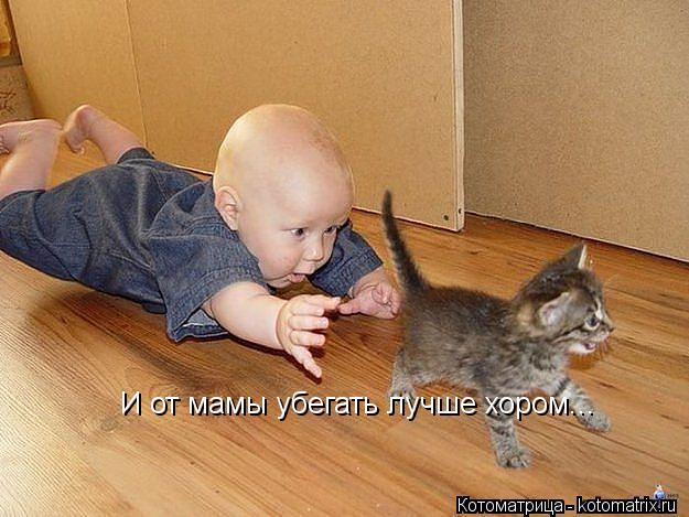 И от мамы убегать лучше хором...... Котоматрица: И от мамы убегать лучше хором...
