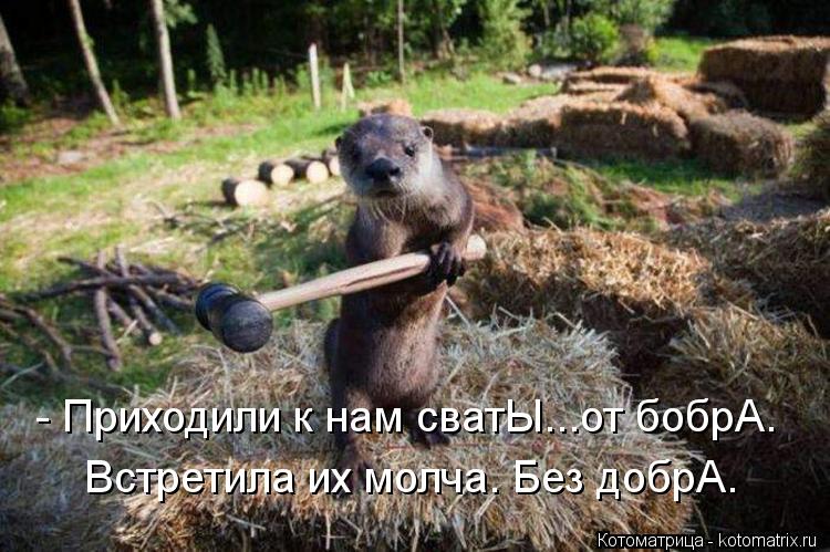 Встретила их молча. Без добрА. - Приходили к нам сватЫ...от бобрА.... Котоматрица: Встретила их молча. Без добрА. - Приходили к нам сватЫ...от бобрА.