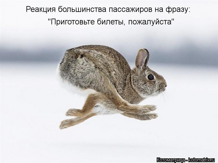 Реакция большинства пассажиров на фразу: "Приготовьте билеты, пожалуйста"... Котоматрица: Реакция большинства пассажиров на фразу: "Приготовьте билеты, пожалуйста"