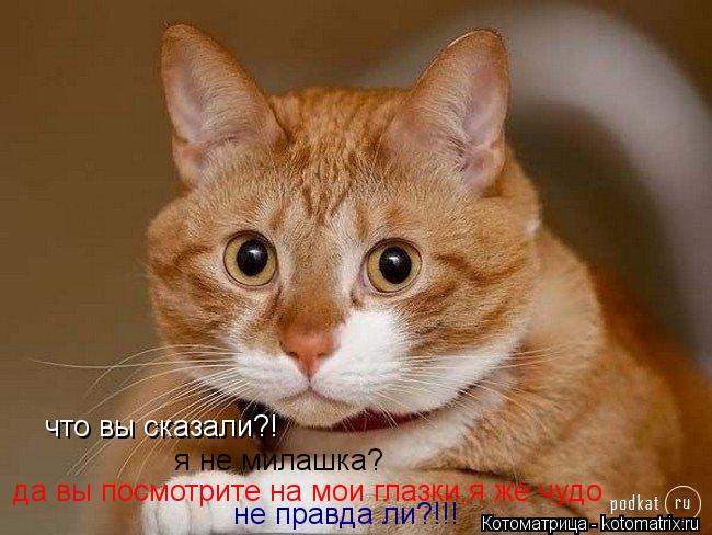 что вы сказали?! я не милашка? да вы посмотрите на мои глазки,я же чудо,не правда ли? да вы посмот... Котоматрица: что вы сказали?! я не милашка? да вы посмотрите на мои глазки,я же чудо,не правда ли? да вы посмотрите на мои глазки,я же чудо не правда ли?!!!