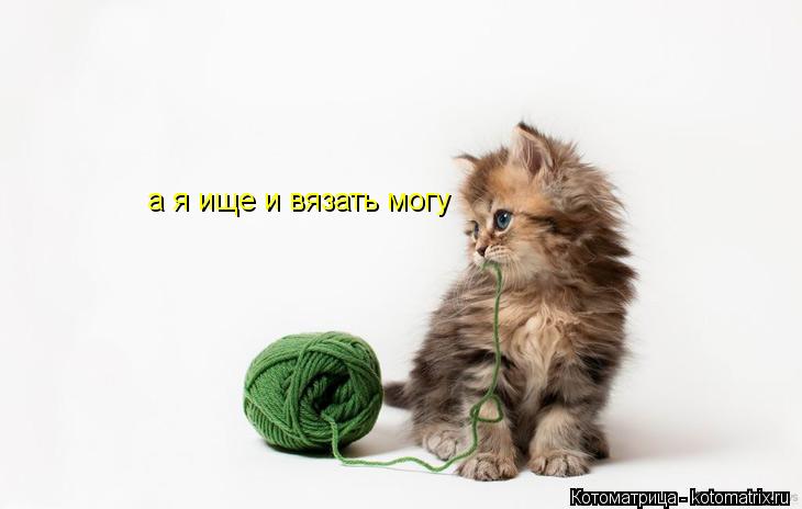 а я ище и вязать могу... Котоматрица: а я ище и вязать могу