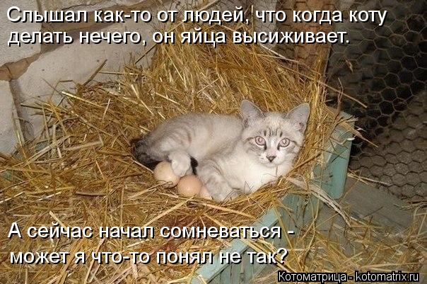 Слышал как-то от людей, что когда коту делать нечего, он яйца высиживает. А сейчас начал сомневаться ... Котоматрица: Слышал как-то от людей, что когда коту делать нечего, он яйца высиживает. А сейчас начал сомневаться - может я что-то понял не так?