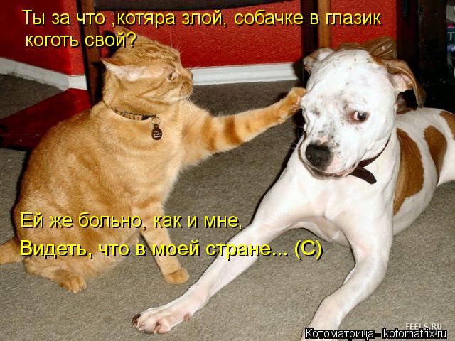 коготь свой? Ты за что ,котяра злой, собачке в глазик Ей же больно, как и мне, Видеть, что в моей с... Котоматрица: коготь свой? Ты за что ,котяра злой, собачке в глазик Ей же больно, как и мне, Видеть, что в моей стране... (С)
