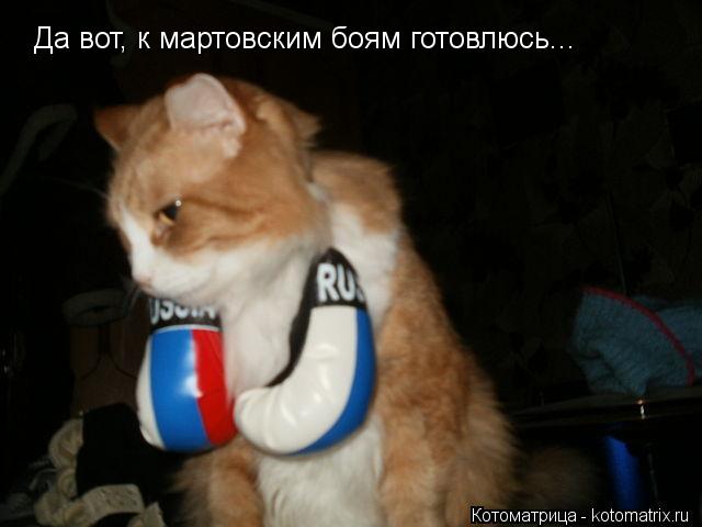 Да вот, к мартовским боям готовлюсь...... Котоматрица: Да вот, к мартовским боям готовлюсь...