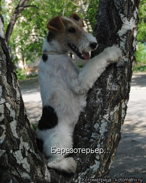 Березотерьер...... Котоматрица: Березотерьер...