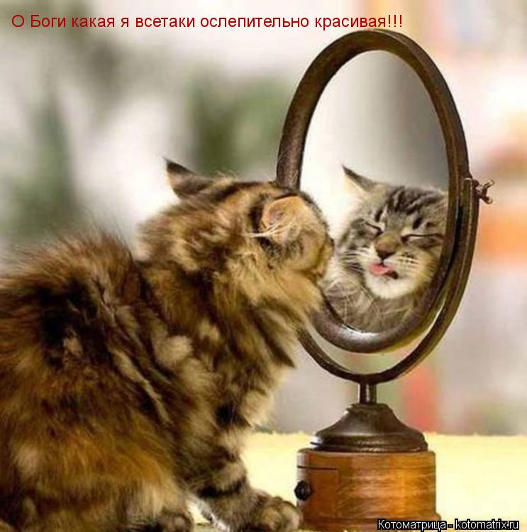 Котоматрица: О Боги какая я всетаки ослепительно красивая!!!