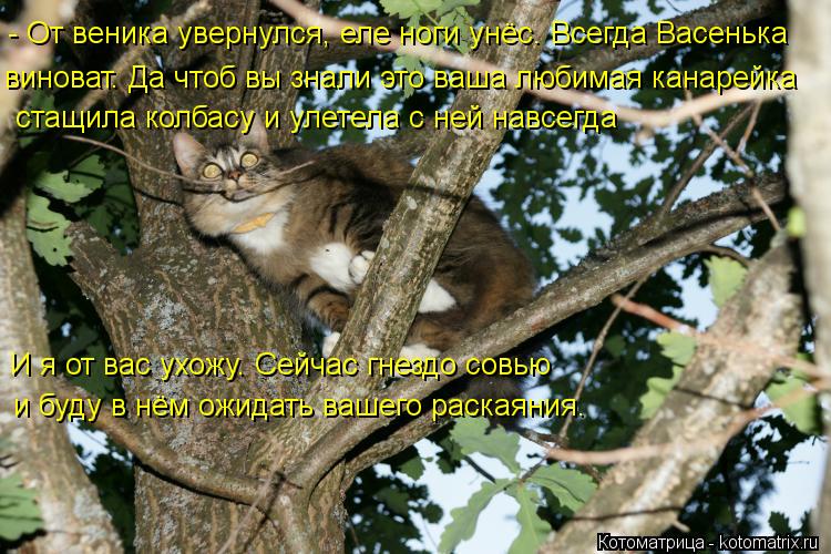 - От веника увернулся, еле ноги унёс. Всегда Васенька виноват. Да чтоб вы знали это ваша любимая кан... Котоматрица: - От веника увернулся, еле ноги унёс. Всегда Васенька виноват. Да чтоб вы знали это ваша любимая канарейка стащила колбасу и улетела с ней на