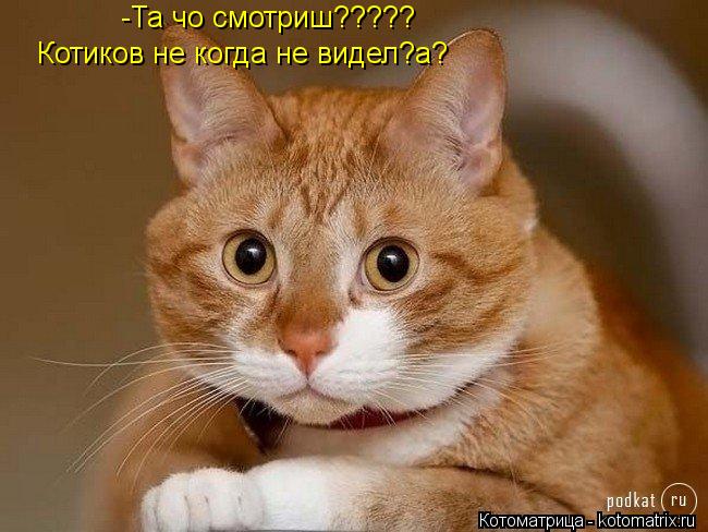 -Та чо смотриш????? Котиков не когда не видел?а?... Котоматрица: -Та чо смотриш????? Котиков не когда не видел?а?