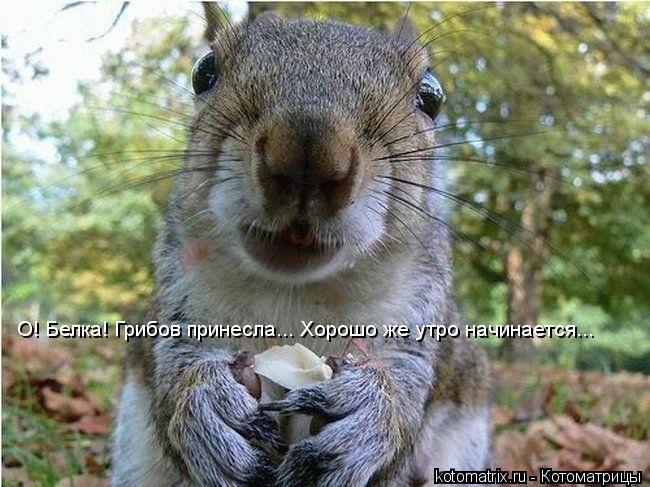 О! Белка! Грибов принесла... Хорошо же утро начинается...... Котоматрица: О! Белка! Грибов принесла... Хорошо же утро начинается...