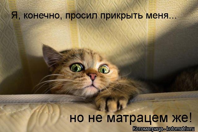 Котоматрица: Я, конечно, просил прикрыть меня...  но не матрацем же!