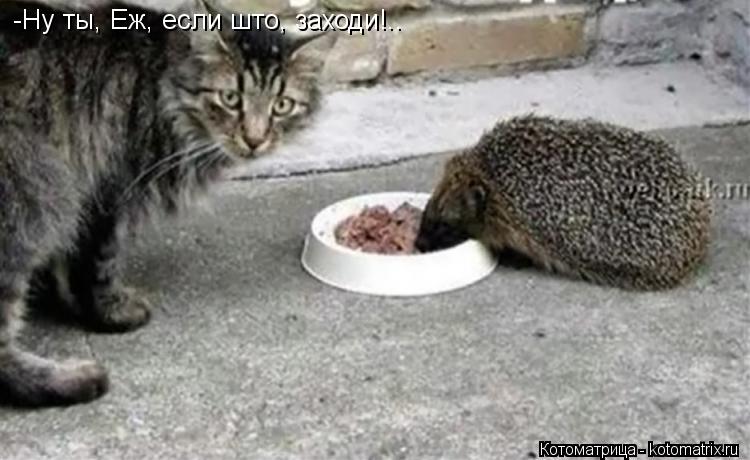 -Ну ты, Еж, если што, заходи!..... Котоматрица: -Ну ты, Еж, если што, заходи!..