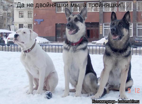 - "Да не двойняшки мы, а тройняшки"...... Котоматрица: - "Да не двойняшки мы, а тройняшки"...
