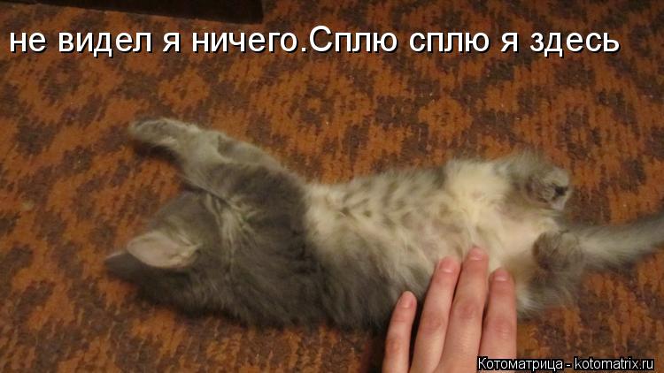 не видел я ничего.Сплю сплю я здесь... Котоматрица: не видел я ничего.Сплю сплю я здесь