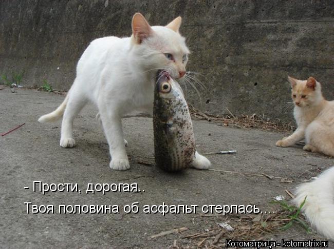 Котоматрица: - Прости, дорогая.. Твоя половина об асфальт стерлась....