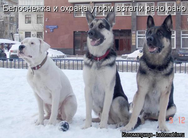 Белоснежка и охрана утром встали рано,рано... Котоматрица: Белоснежка и охрана утром встали рано,рано