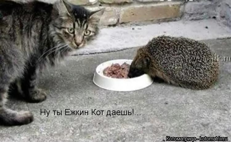 Ну ты Ежкин Кот даешь!...... Котоматрица: Ну ты Ежкин Кот даешь!...