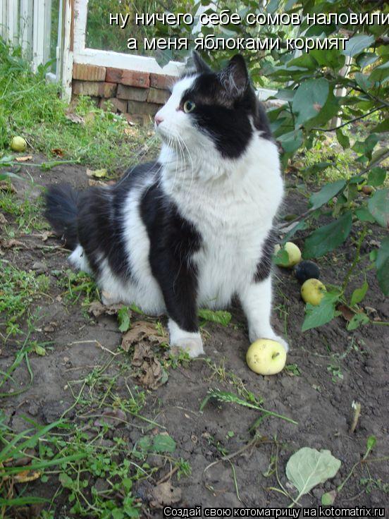 ну ничего себе сомов наловили а меня яблоками кормят... Котоматрица: ну ничего себе сомов наловили а меня яблоками кормят