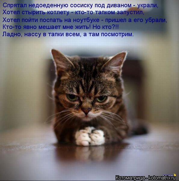 Спрятал недоеденную сосиску под диваном - украли, Хотел стырить котлету - кто-то тапком запустил, Хот... Котоматрица: Спрятал недоеденную сосиску под диваном - украли, Хотел стырить котлету - кто-то тапком запустил, Хотел пойти поспать на ноутбуке - пришел а