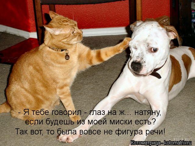 - Я тебе говорил - глаз на ж... натяну, Так вот, то была вовсе не фигура речи! если будешь из моей м... Котоматрица: - Я тебе говорил - глаз на ж... натяну, Так вот, то была вовсе не фигура речи! если будешь из моей миски есть?