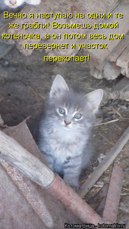 Вечно я наступаю на одни и те же грабли! Возьмешь домой котеночка, а он потом весь дом перевернет и у... Котоматрица: Вечно я наступаю на одни и те же грабли! Возьмешь домой котеночка, а он потом весь дом перевернет и участок перекопает!