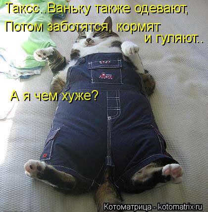 Таксс..Ваньку также одевают, Потом заботятся, кормят и гуляют.. А я чем хуже?... Котоматрица: Таксс..Ваньку также одевают, Потом заботятся, кормят и гуляют.. А я чем хуже?
