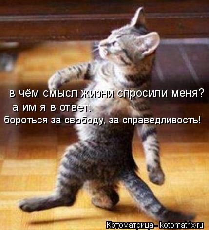 в чём смысл жизни спросили меня? а им я в ответ: бороться за свободу, за справедливость!... Котоматрица: в чём смысл жизни спросили меня? а им я в ответ: бороться за свободу, за справедливость!