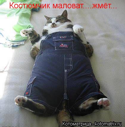 Костюмчик маловат....жмёт...... Котоматрица: Костюмчик маловат....жмёт...
