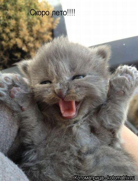 Котоматрица: Скоро лето!!!!